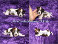 /album/farbpracht-yorkshire-terrier-bereit-fur-die-reservierung/da-6-rude-helle-mulberry-jpg/